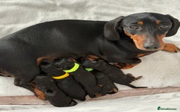 Miniature Dachshund dogs for sale: KC Registered Miniature Dachshund Pups - Image 1
