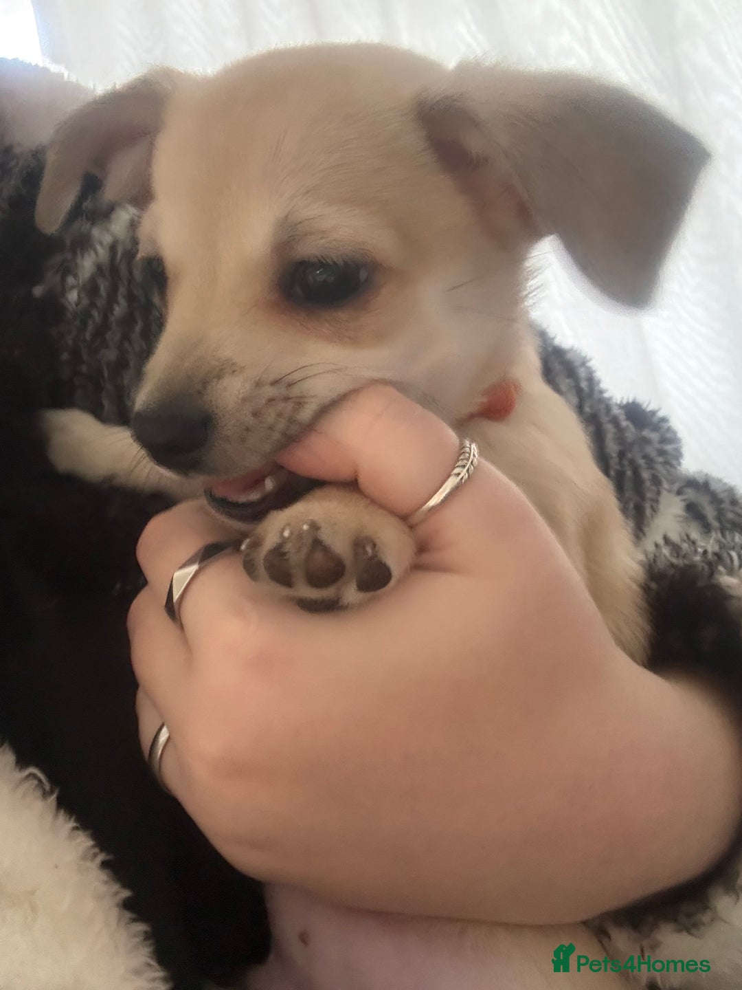 Chihuahua dogs for sale: Only 2 left! Chihuahua x Dachshund Puppies - Advert 19