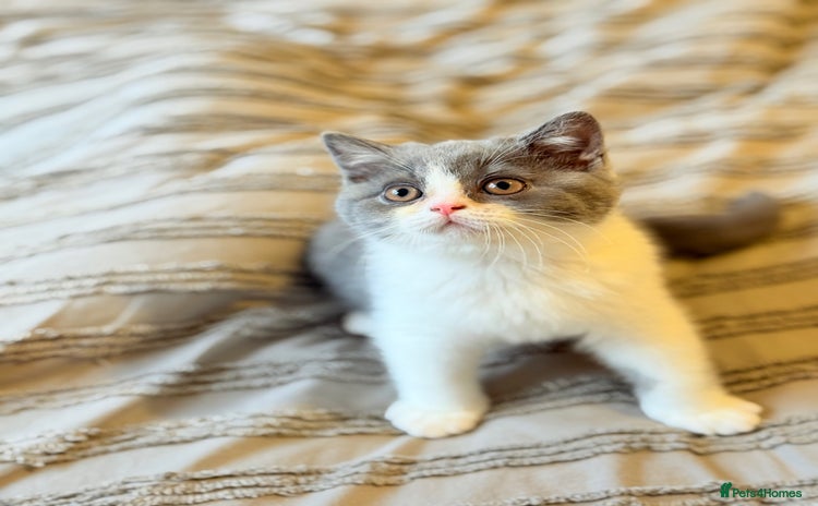 British Shorthair cats - Advert 7