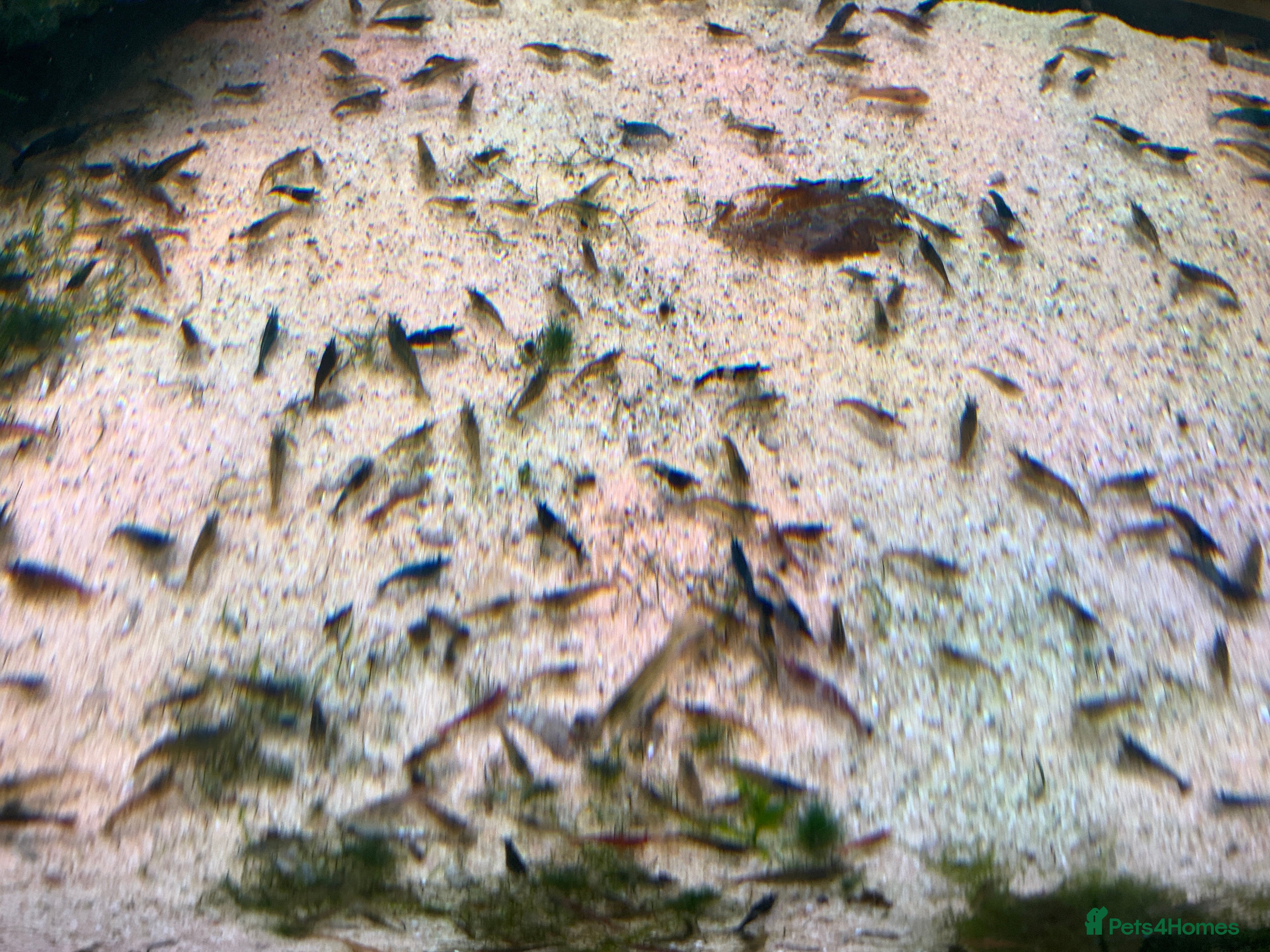 Shrimps fish Cull Shrimp (Neocaridina) see photos. 50pence each - Advert 2