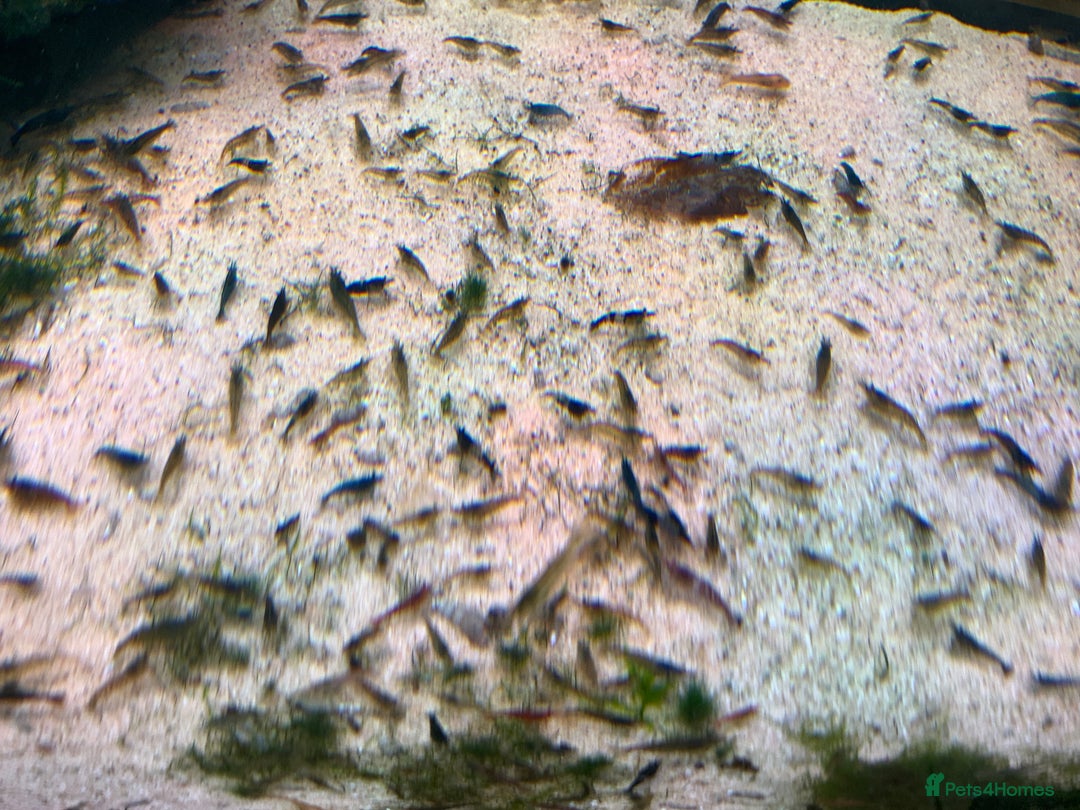 Shrimps fish for sale: Cull Shrimp (Neocaridina) see photos. 50pence each - Advert 1