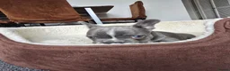 French Bulldog dogs for sale: Puppy french bulldog - Advert 5