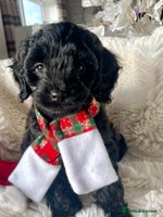 Cavapoo dogs Cavapoo - Advert 4