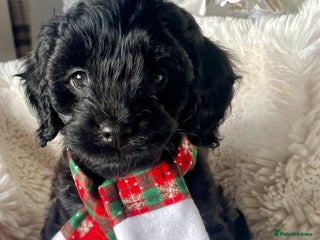 Cavapoo dogs Cavapoo - Advert 1