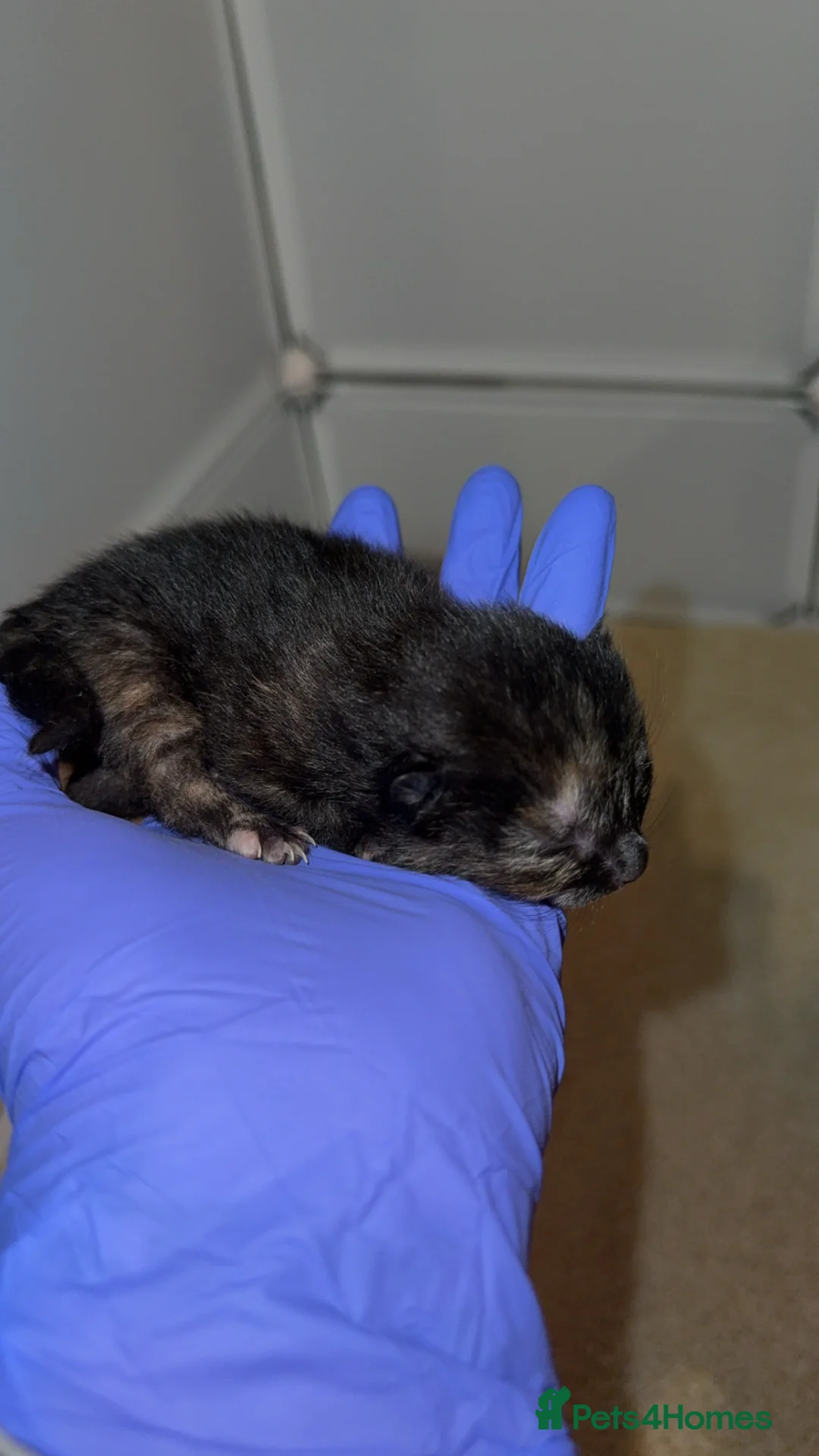 Domestic Shorthair cats for sale: 3 kittens - Advert 4