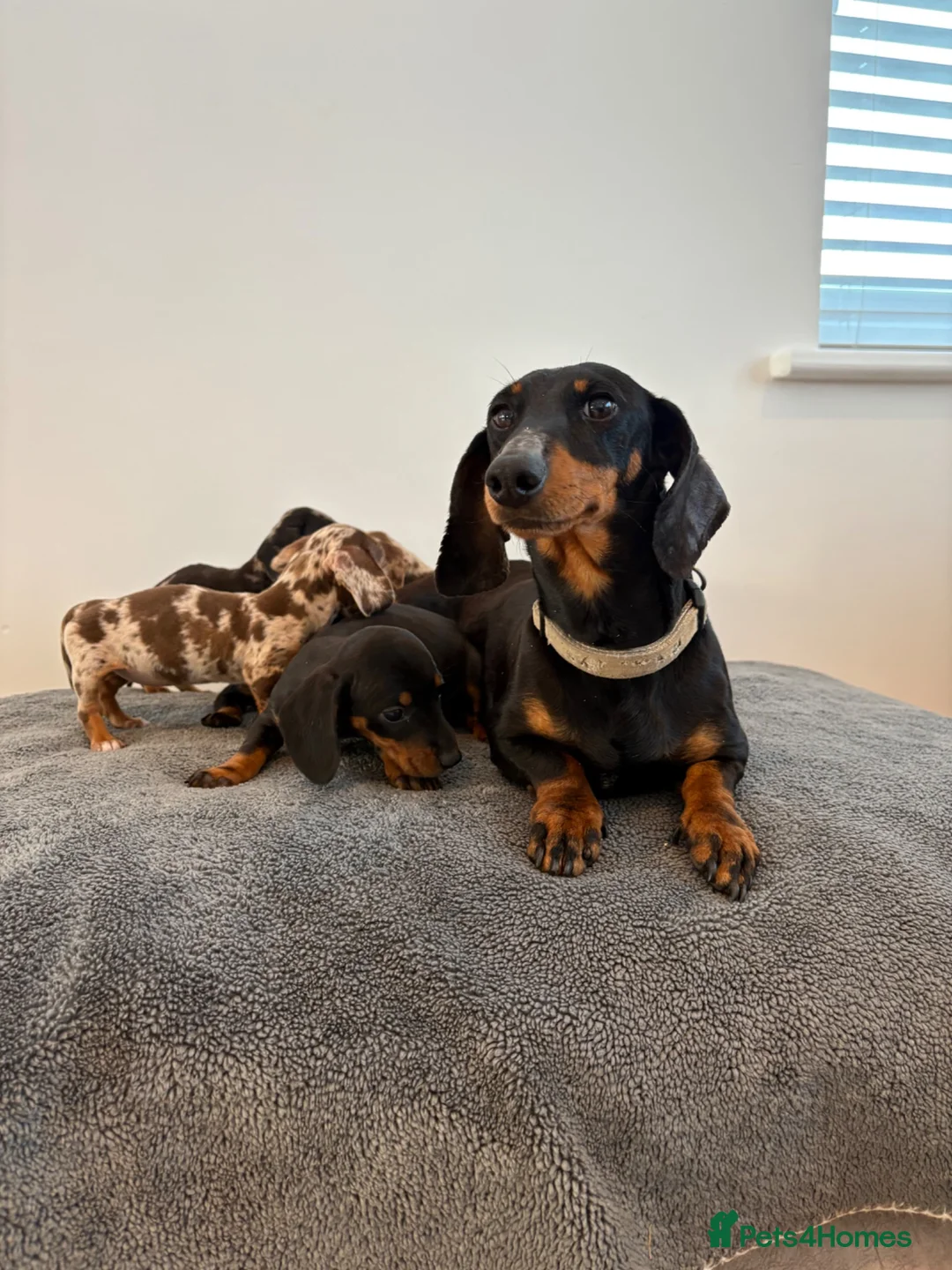 Dachshund dogs for sale: Beautiful Dachshund puppies  - Advert 16