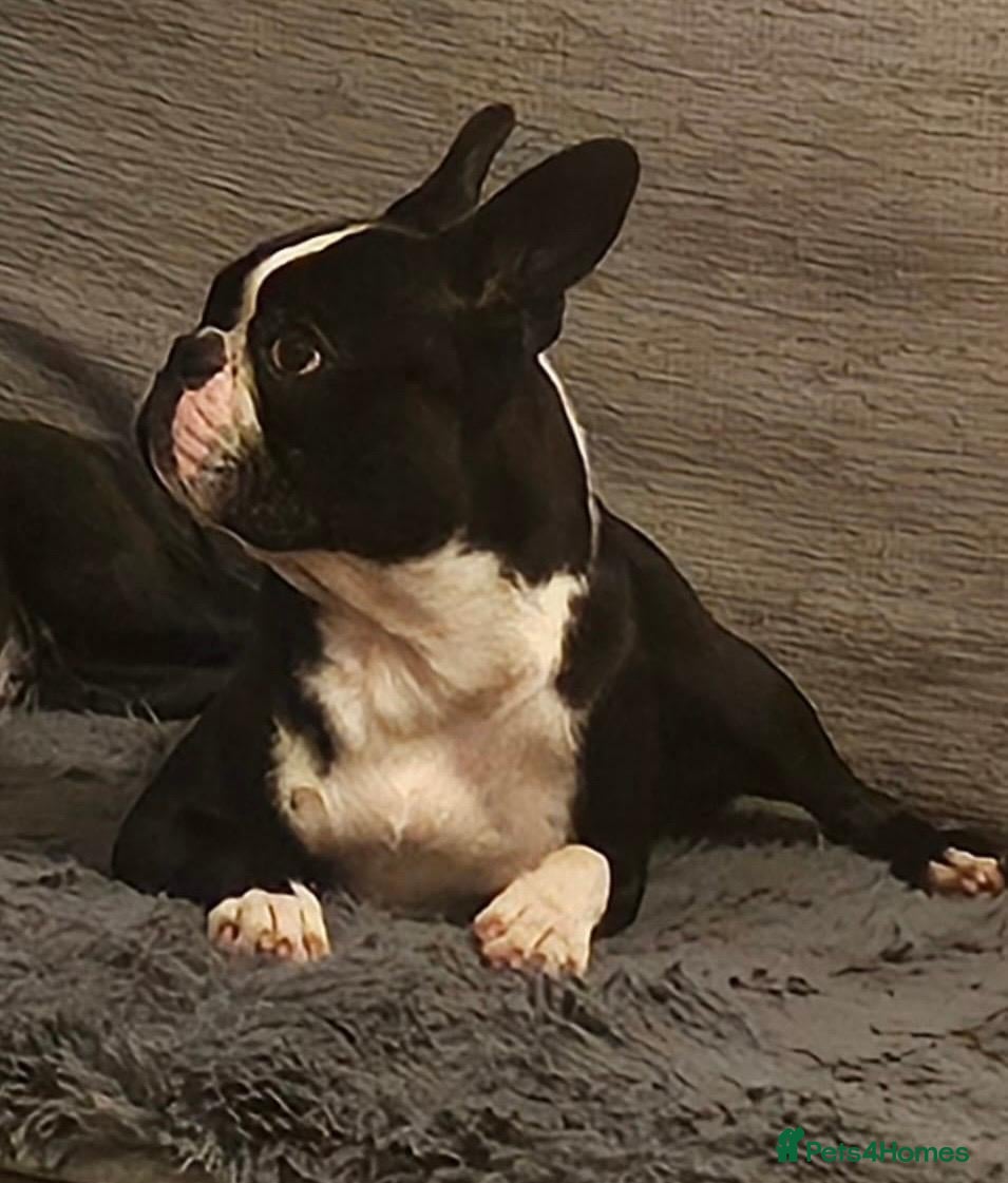 Boston Terrier dogs Boston Terrier Puppies KC Reg Oustanding Litter - Advert 1