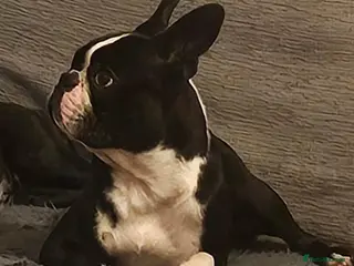 Boston Terrier dogs Boston Terrier Puppies KC Reg Oustanding Litter - Advert 5