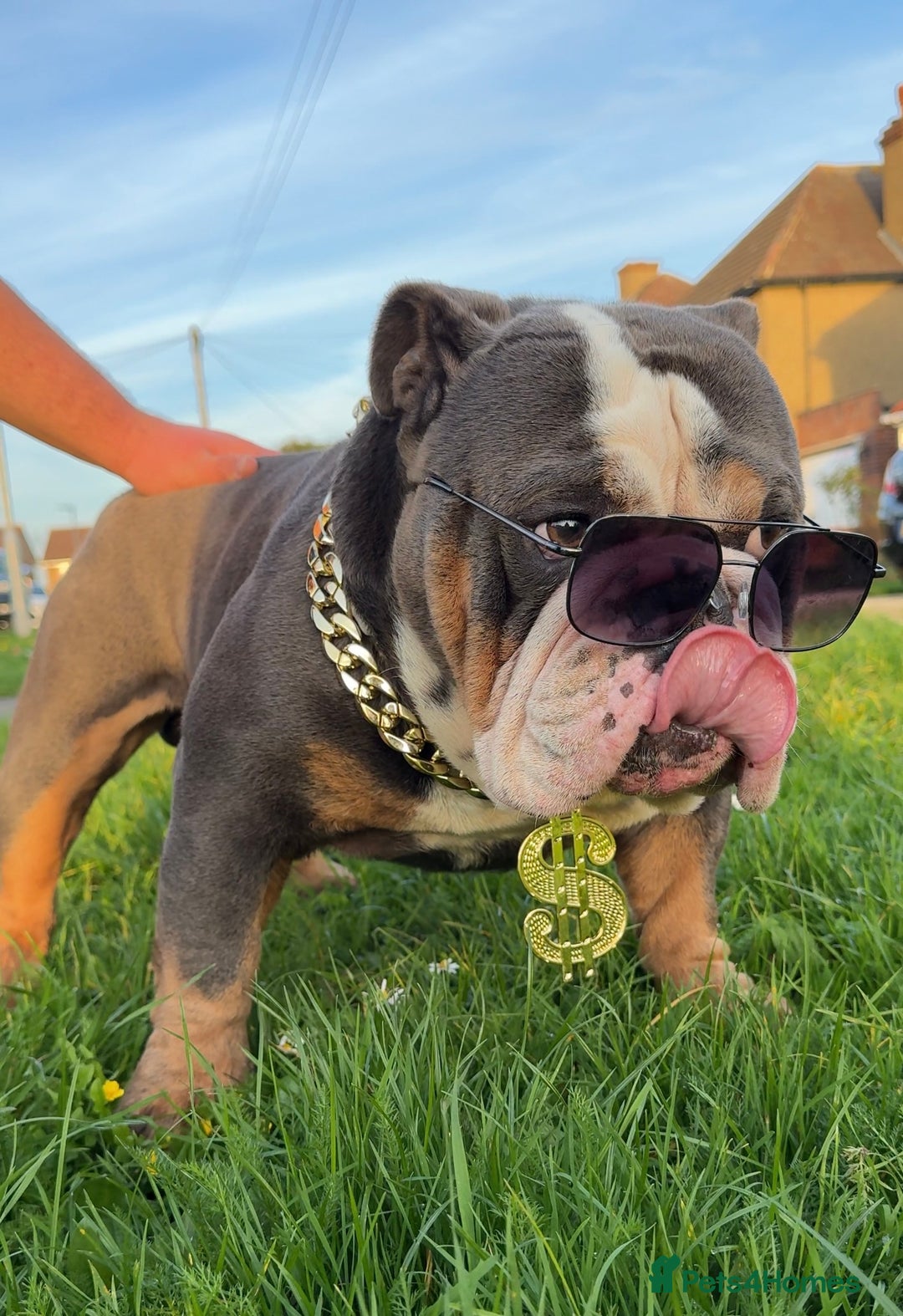 English Bulldog dogs for stud: HUGE CB BLUE TRI ENGLISH BULLDOG STUD in London - Advert 3