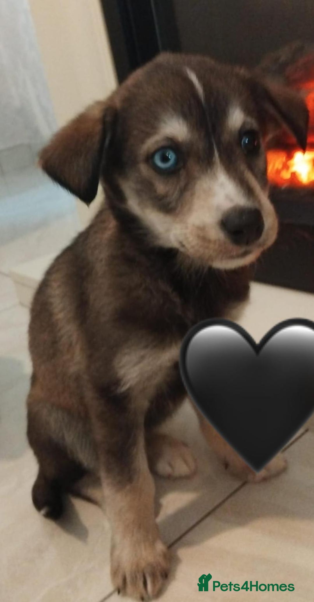 Siberian Husky dogs for sale: Husky Puppies  - Image 5