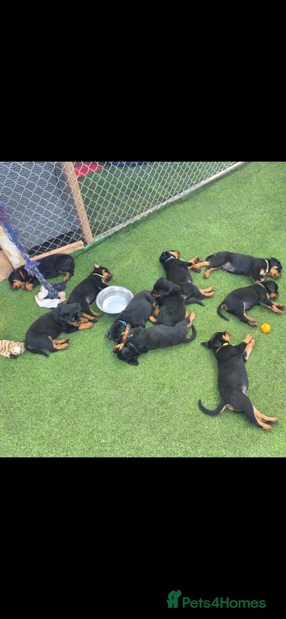 Rottweiler dogs rottweilers...READY  - Advert 18