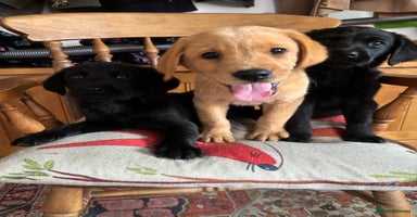 Goldador dogs - Advert 3
