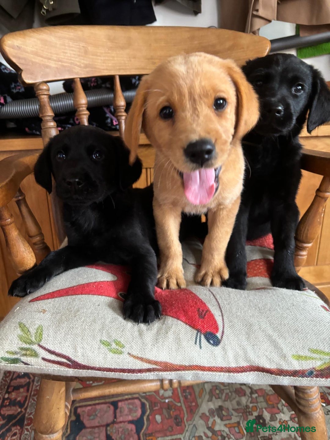 Goldador dogs for sale: GORGEOUS GOLDADORS  - Image 2