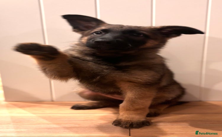 German Shepherd dogs - Advert 4
