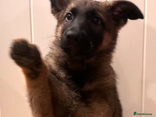 German Shepherd dogs - Advert 6