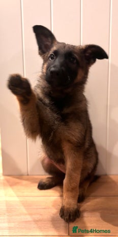 German Shepherd dogs - Advert 4