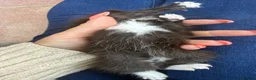 Norwegian Forest Cat cats for sale: Beautiful single tuxedo kitty girl - Advert 6