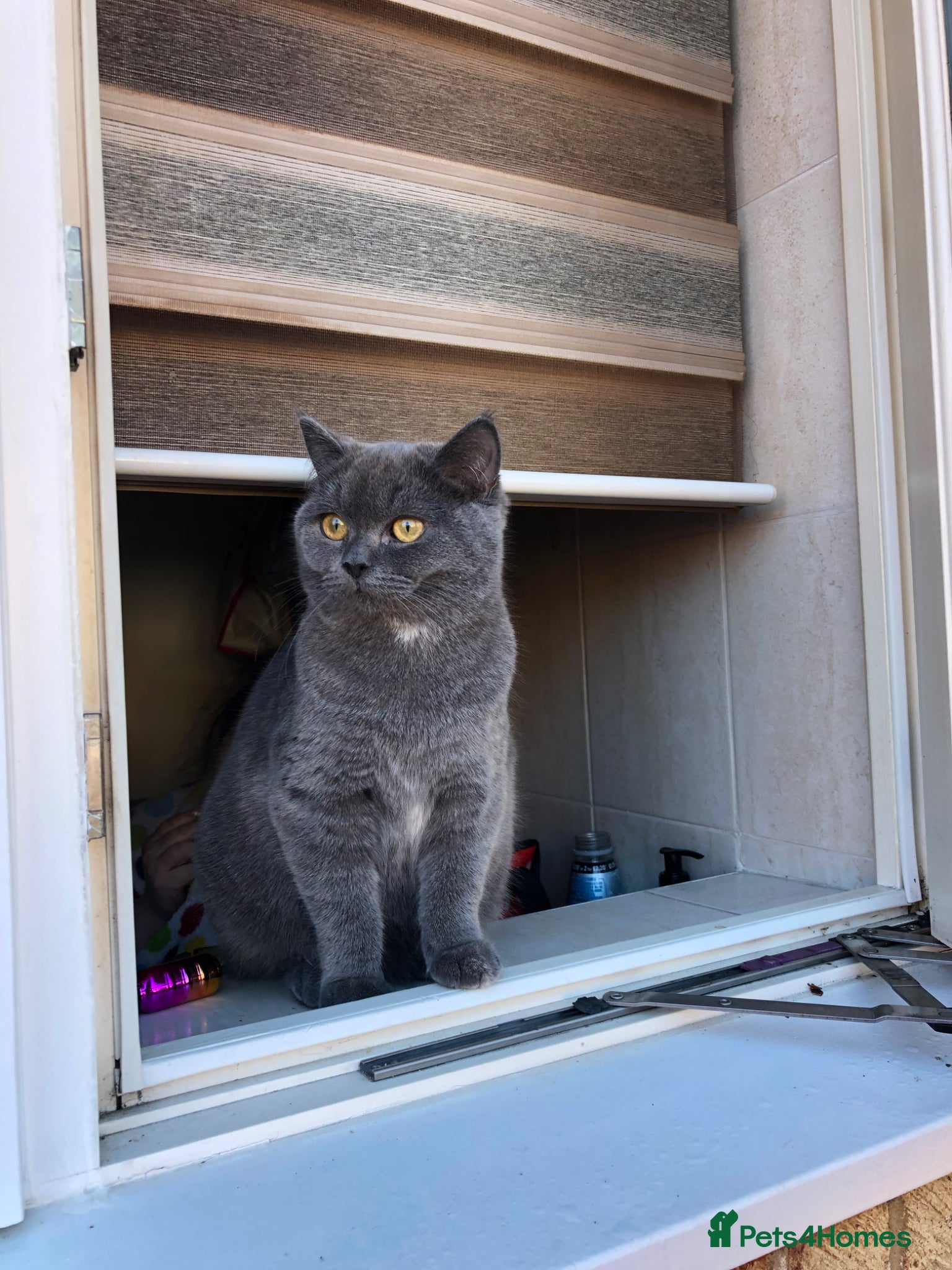 British Shorthair cats for sale: Two 😍 kittens ready for a new home 🏡 🐱  in Enfield - Advert 2