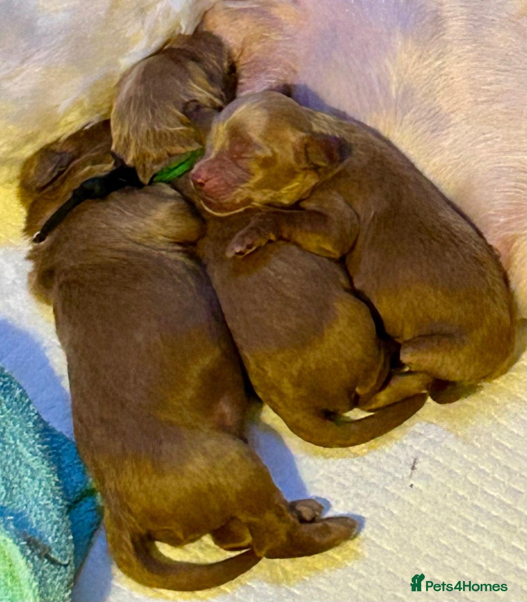 Labradoodle dogs for sale: Beautiful Miniature Labradoodle Puppy  - Advert 3