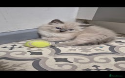 Ragdoll cats for sale: Pure Breed Ragdoll Kittens  - Advert 11