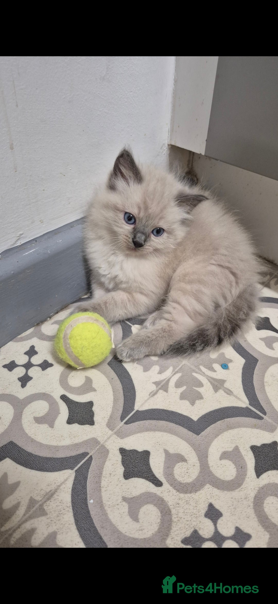 Ragdoll cats for sale: Pure Breed Ragdoll Kittens  - Advert 11