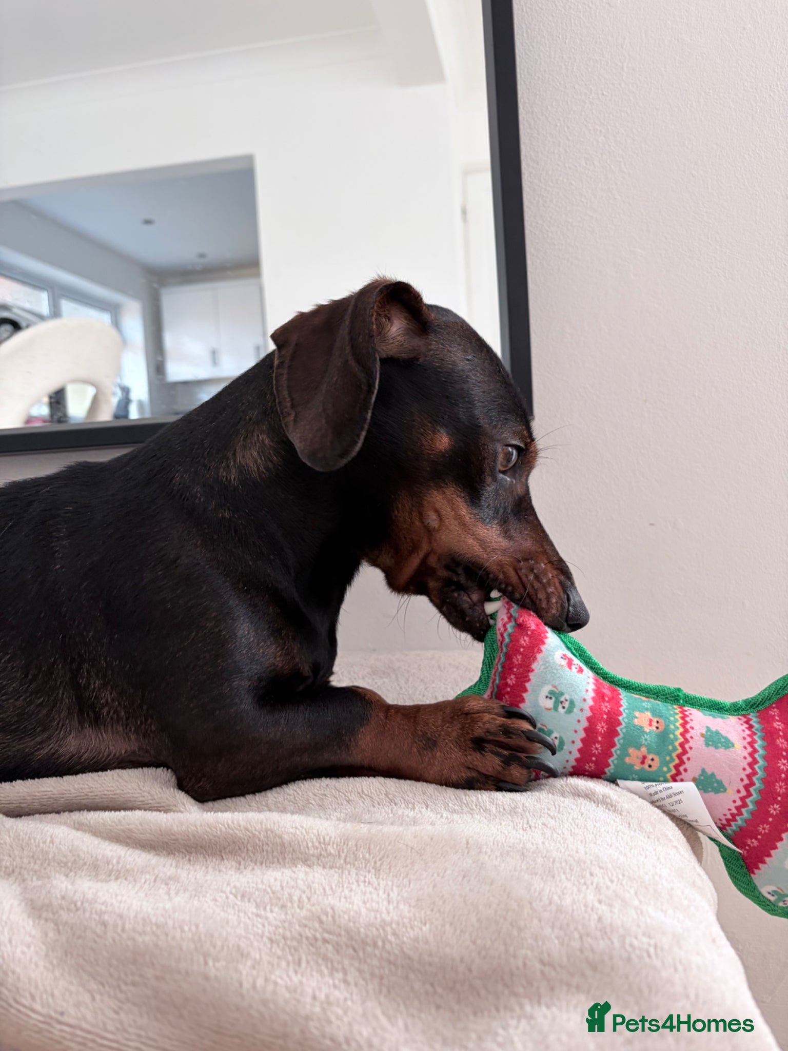 Dachshund dogs Miniature Dachshund x Dachshund Cross for Sale - Advert 1