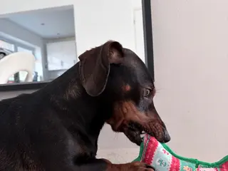 Dachshund dogs Miniature Dachshund x Dachshund Cross for Sale - Advert 1