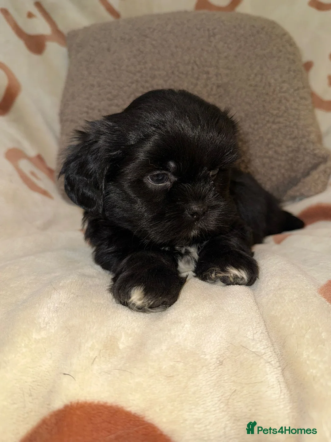 Shih Tzu dogs for sale: Stunning Black Shih Tzu Puppies - Advert 21