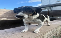 Mixed Breed dogs for sale: Jack Russell cross Shetland sheepdog.  - Image 4