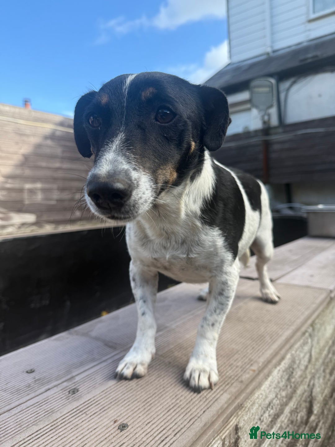 Mixed Breed dogs for sale: Jack Russell cross Shetland sheepdog.  - Image 4