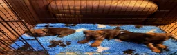 Border Terrier dogs for sale: Stunning slem free KC reg border terrier girls  - Advert 11