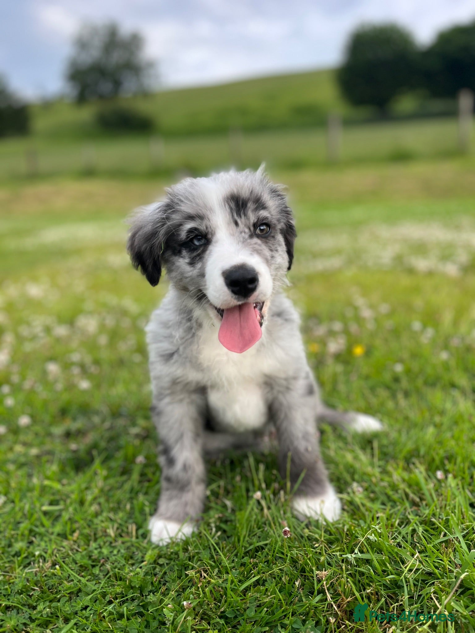 Bernese Mountain Dog dogs Beautiful Bordernese Puppies - Advert 1