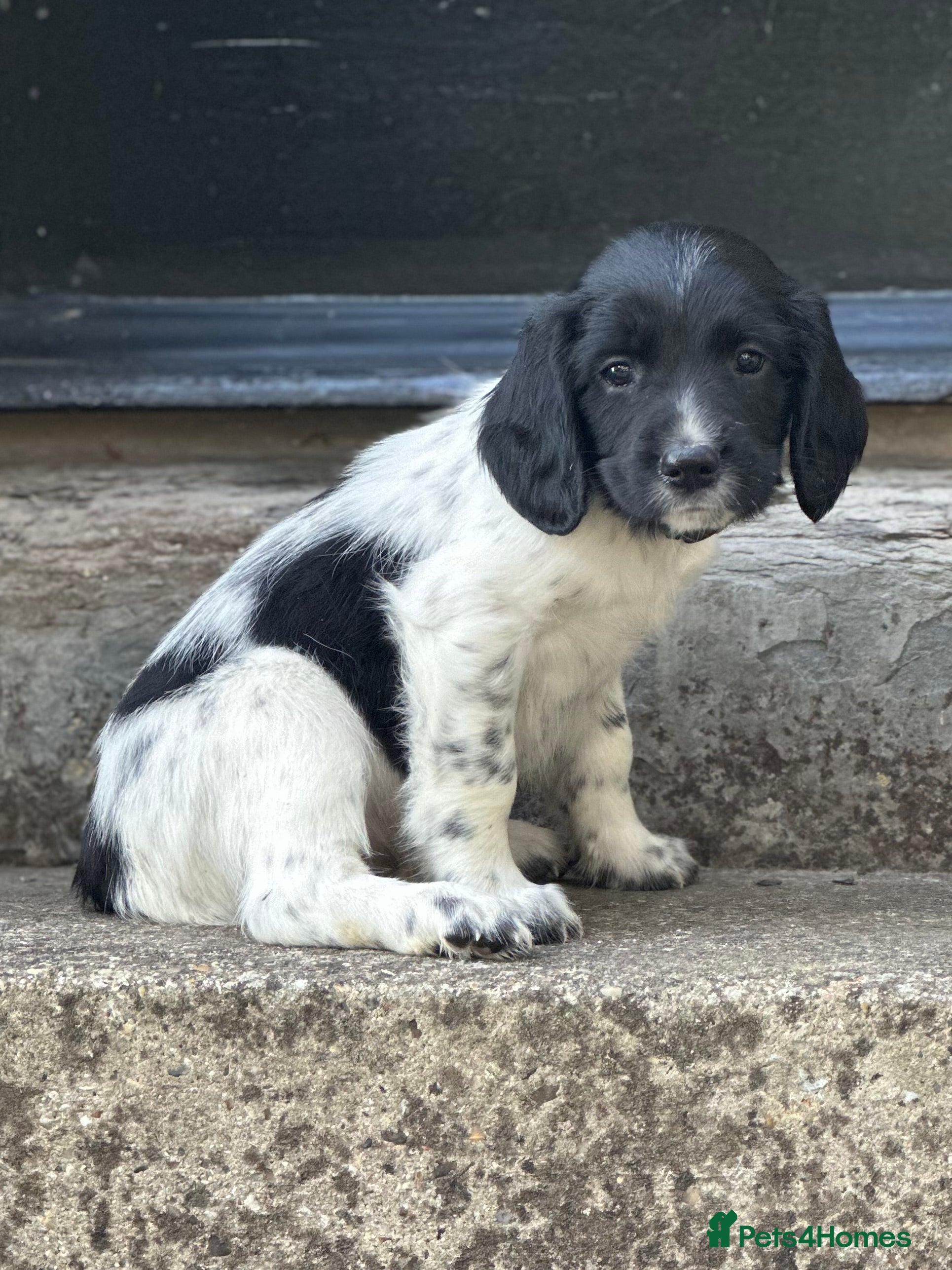 English Springer Spaniel dogs Beautiful Springer Spaniel Puppies - Advert 2