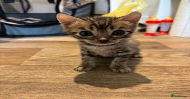 Bengal cats - Advert 7
