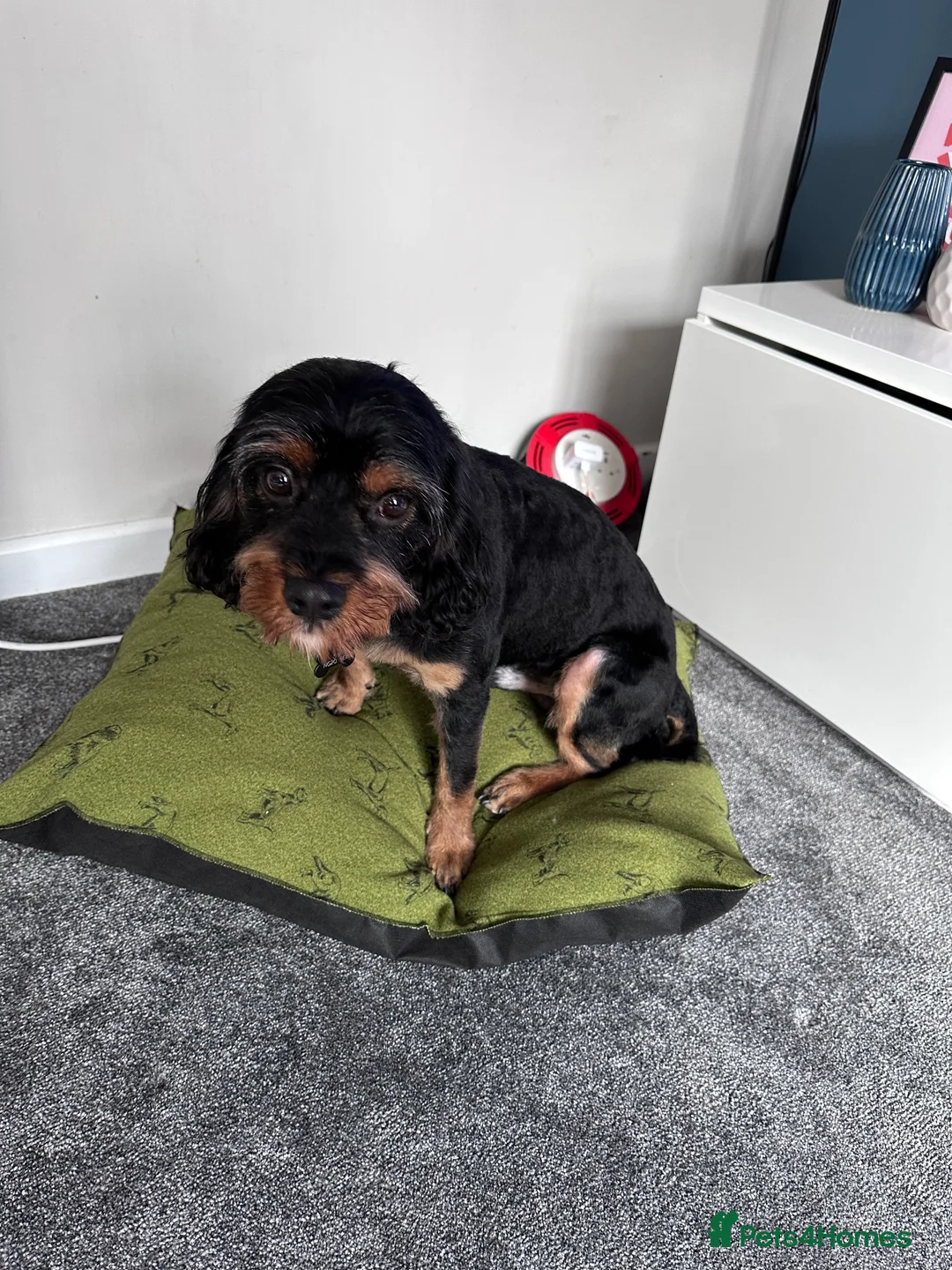 Cavapoo dogs for stud: Mr Pickle-F1 Cavapoo - Advert 3