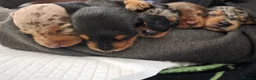 Miniature Dachshund dogs for sale: READY Monday! Miniature dachshunds  - Advert 13