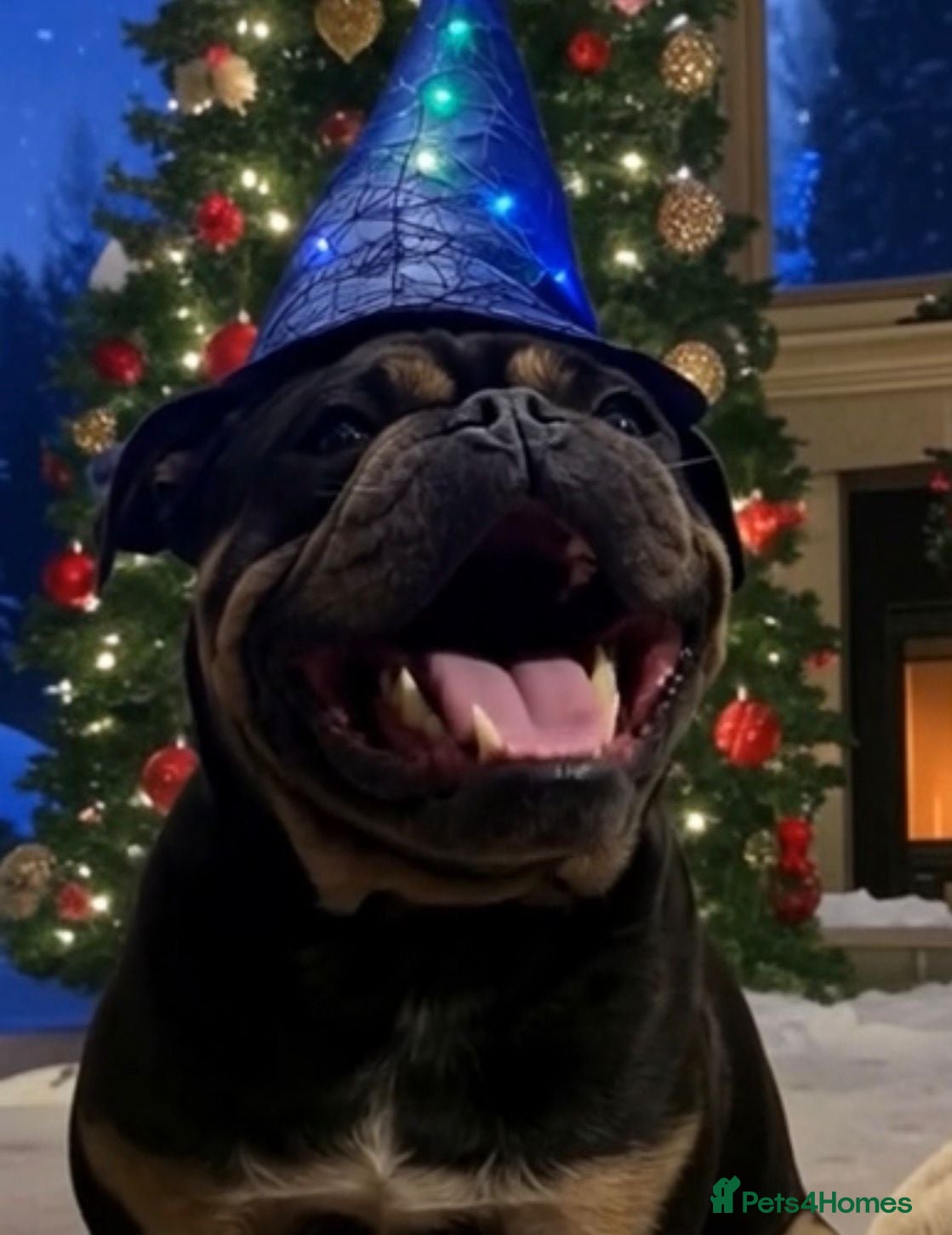 English Bulldog dogs Female English bulldog  - Advert 7