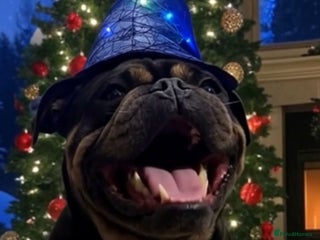 English Bulldog dogs - Advert 29