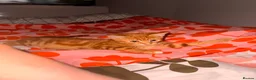 Mixed Breed cats for sale: Rehoming male cat  in Ammanford - Advert 4