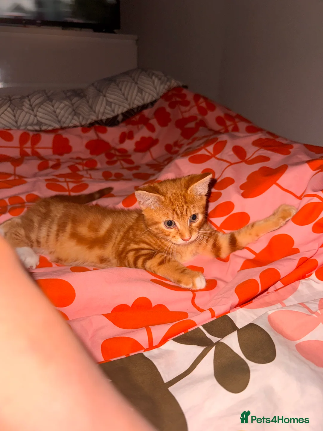 Mixed Breed cats for sale: Rehoming male cat  in Ammanford - Advert 4