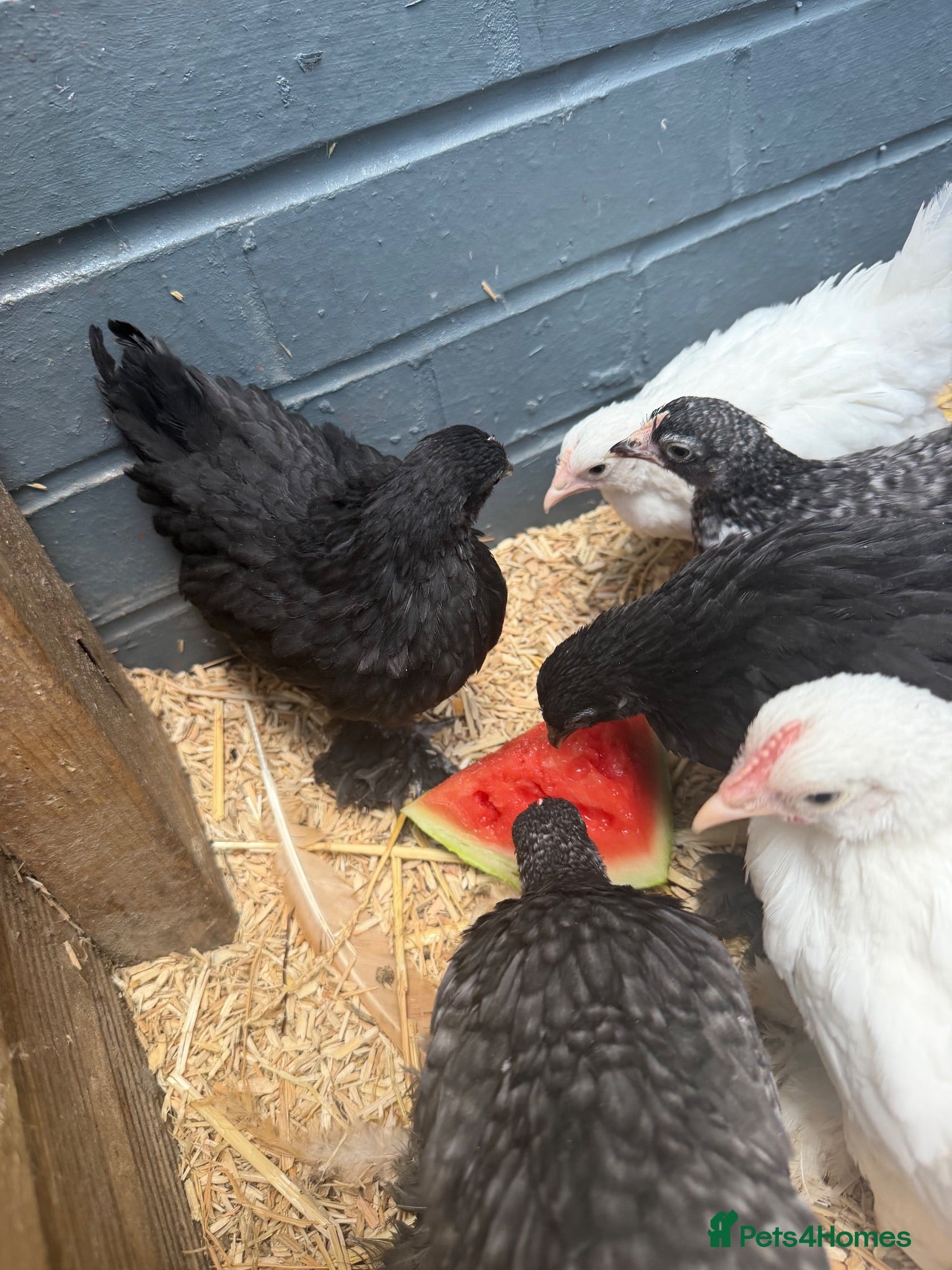 Chickens poultry Young buff hens - Advert 2
