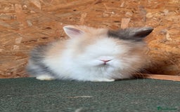 Lionhead rabbits for sale: Beautiful Double Maned Lionheads  in Burnley - Image 1