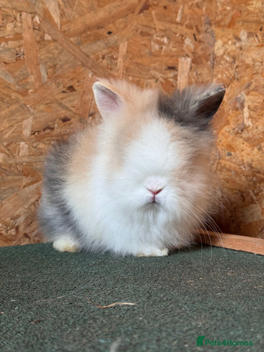 Lionhead rabbits for sale: Beautiful Double Maned Lionheads  in Burnley - Image 1