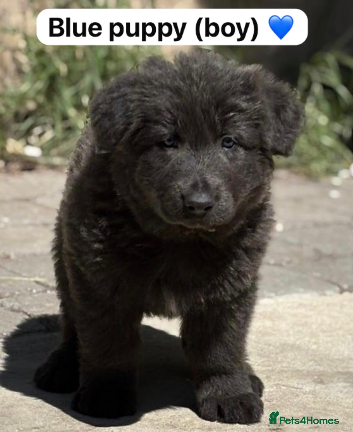 German Shepherd dogs 💙Big Blue Fluffy GSD Pups💙KC Reg*Available* - Advert 2