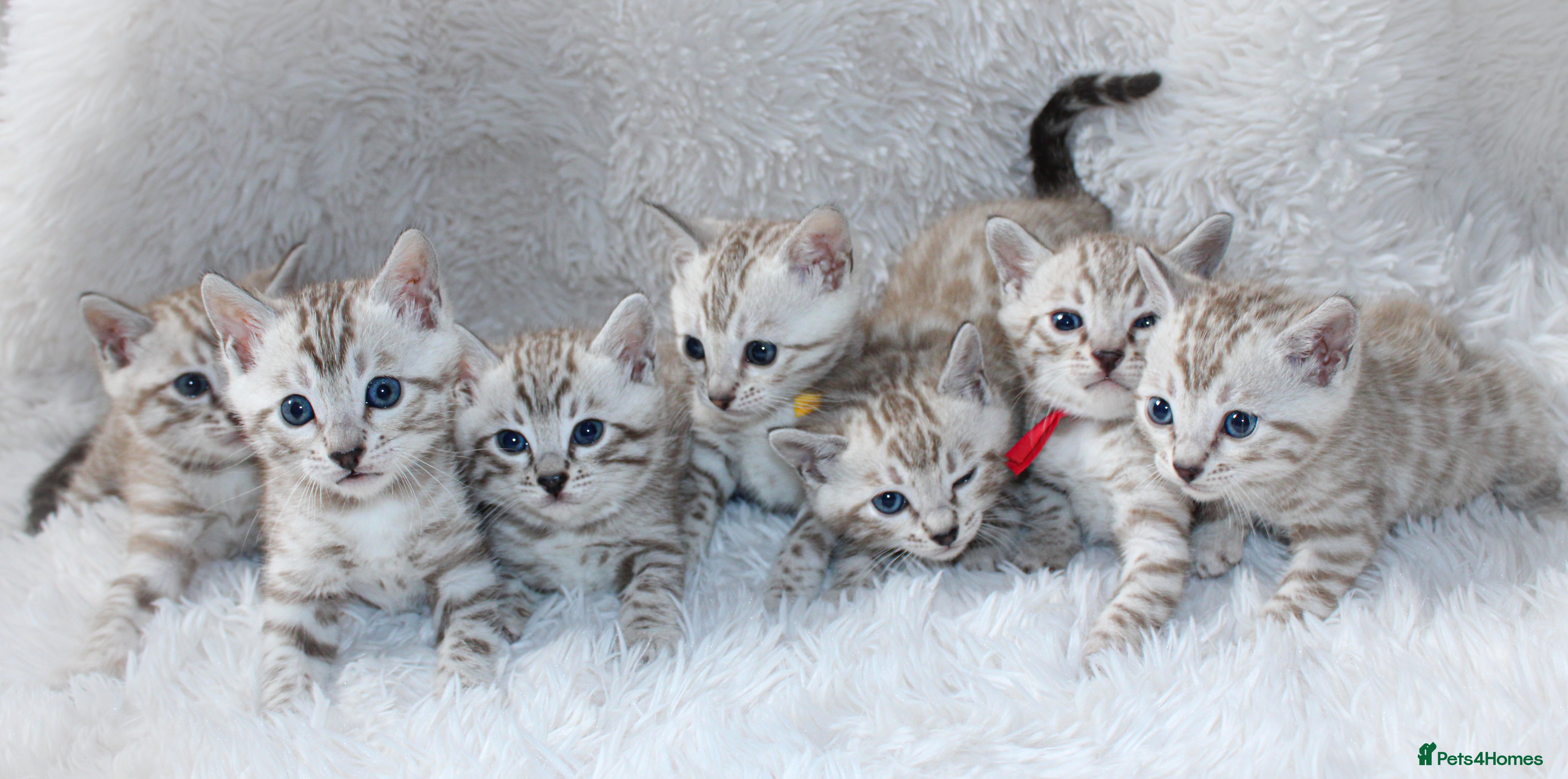 Bengal cats 🏆STUNNING LAST PEDIGREE KITTEN READY NOW £1595🔥 - Advert 12