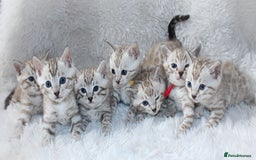 Bengal cats for sale: 🏆OUTSTANDING SHOW WINNING BENGALS KITTENS🔥 - Image 1