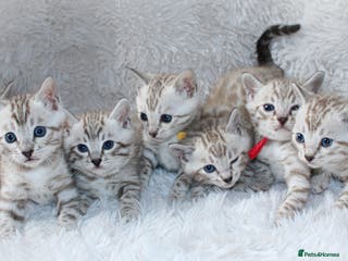 Bengal cats 🏆STUNNING LAST PEDIGREE KITTEN READY NOW £1595🔥 - Advert 6