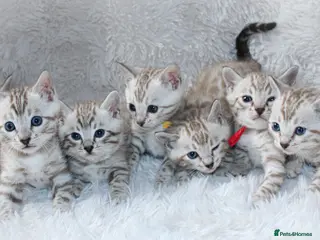 Bengal cats 🏆STUNNING LAST PEDIGREE KITTEN READY NOW £1595🔥 - Advert 5