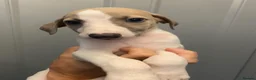 Whippet dogs for sale: KC reg whippets  - Advert 27