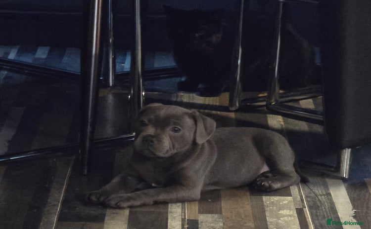Staffordshire Bull Terrier dogs - Advert 11